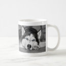Buscar perro el dormir tazas Fotografía