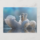 Buscar cisne azul postales Foto