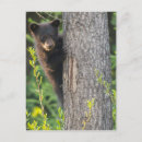 Buscar cachorro de oso negro postales Cachorros