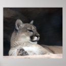 Buscar puma posters León de montaña