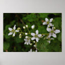 Buscar blackberry posters Flor