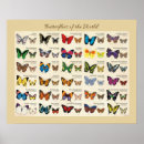 Buscar lepidópteros posters Fauna