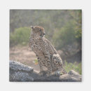 Buscar grande gatos imanes Animales