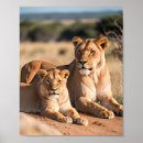 Buscar leones posters Naturaleza