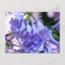 Buscar jacaranda tarjetas Flores