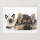 Buscar peludo postales General y unisex