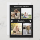 Buscar mascotas invitaciones Para todos