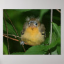 Buscar bebe del pajaro fotografía Para ella
