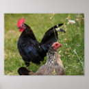 Buscar pollo del amor posters Gallo
