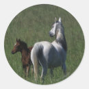 Buscar yegua pegatinas Caballo