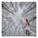 Buscar abedul blanco posters Invierno