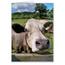 Buscar vacas lindas fotografía General y unisex
