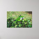 Buscar loro lienzos Naturaleza