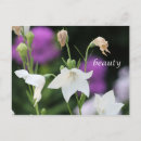 Buscar bellezas postales Flores