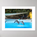 Buscar mamíferos marinos posters General y unisex