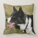 Buscar border collie cojines Jadeo