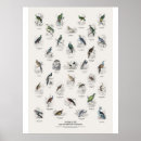 Buscar historia natural posters Aves