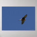 Buscar birdwatching posters Naturaleza