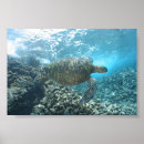Buscar agua salada posters Concha