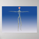 Buscar brazo humano posters Nervios subcostales