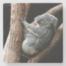 Buscar koala en árbol posavasos Vida silvestre