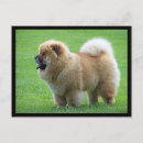 Buscar chow tarjetas Cachorro de vaca