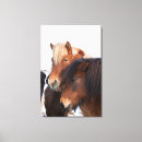 Buscar cabeza de caballo lienzos Equus caballus