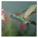 Buscar alimentación azulejos 1 ª fauna