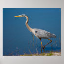 Buscar garzas grises posters Naturaleza