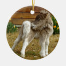 Buscar ponie fotografía Salvaje