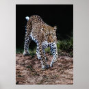 Buscar leopardo posters Retro