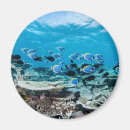 Buscar agua salada imanes Peces