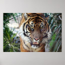 Buscar imágenes de gatos posters Tigres