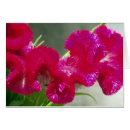 Buscar swirly tarjetas Flor