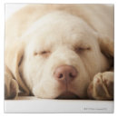 Buscar veterinario azulejos Perros