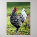 Buscar gallinas del pollo posters Madre