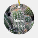 Buscar cactus adornos Desierto