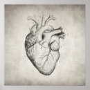 Buscar dibujo anatómico posters Cosecha