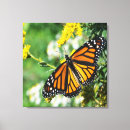 Buscar mariposas hermosas lienzos Naturaleza