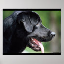 Buscar labrador retriever negro posters Perro