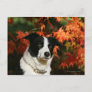 Buscar border collie postales Frontera