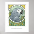 Buscar loro gris posters Animales