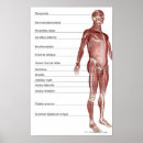 Buscar sistema muscular posters Cuerpo