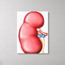 Buscar anatomía humana lienzos Partes del cuerpo humanas