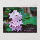 Buscar mayflower postales Flor