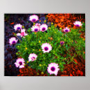 Buscar margarita africana posters Osteospermum