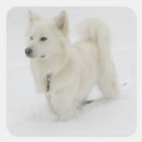 Buscar perro esquimal americano pegatinas Eskimo puppy estadounidense