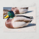 Buscar drake postales Mallard