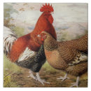 Buscar gallinas azulejos Para todos