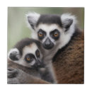 Buscar lemur azulejos Bebé